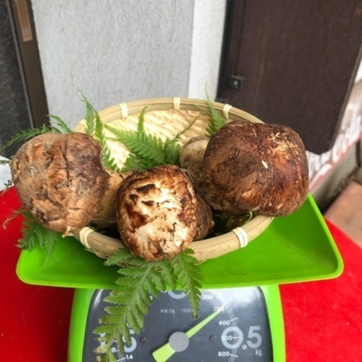 岩手県産松茸 300ｇ