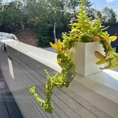 多肉植物2️⃣