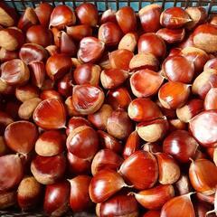 無農薬　生栗　７００ｇ　　NO2の画像