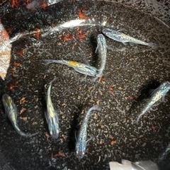 めだか　《鬼ラメ》