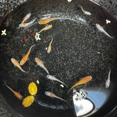 めだか《王華》幼魚〜若魚