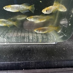 めだか《鳳凰改》若魚