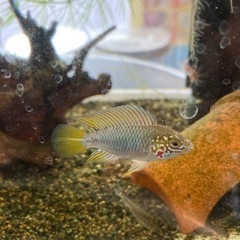 アピストグラマ　ボレリー（レッドマスク ）ブリードの稚魚10匹_4の画像