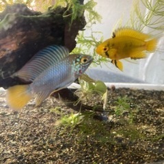 アピストグラマ　ボレリー（レッドマスク ）ブリードの稚魚10匹_4の画像