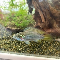 アピストグラマ　ボレリー（レッドマスク ）ブリードの稚魚10匹_4