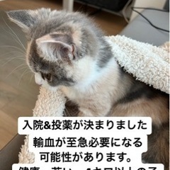 輸血が必要です。謝礼金50000円～