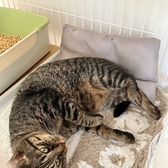 どんぐり眼のキジトラ − 東京都