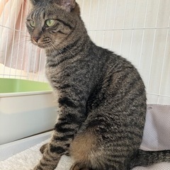 どんぐり眼のキジトラ - 猫