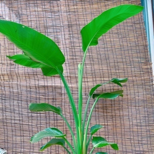 ストレチア　オーガスタ　大型！　135センチ　8号鉢　観葉植物　ガーデニング