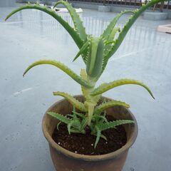 ユッカ、フユサンゴ、アロエ、オリズルランの４種の植木をセットでいかがですかの画像