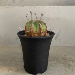 ユーフォルビア   バリダ