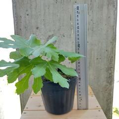 無農薬 白いちじく苗木(挿し木)植物