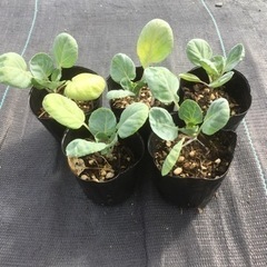 芽キャベツの苗　5個で100円＋1個オマケ