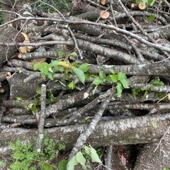 丸太もらってくださる方！！の画像