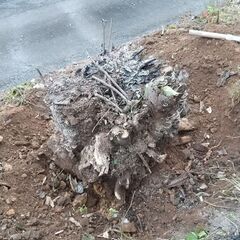 不要な樹木や竹の伐採・抜根します。 - 岐阜市