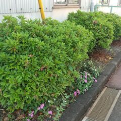 バリカンや剪定ばさみで生垣、植え込みを整えます。