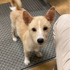 岡山市保健所☆生後2ヶ月半、カイ君！