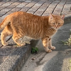 オスネコ🐈捨て猫です。姫路🐱愛嬌あります★