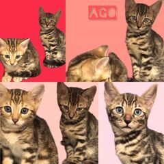 マンチカン(兄弟男の子２匹）　　子猫　●●●本文をよくご覧下さい...
