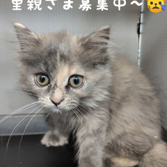 7/6生♪ミヌエット♀ダイリュートキャリコ（トライアウト猫）