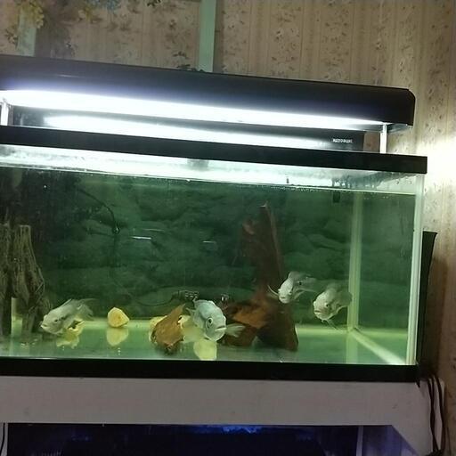 熱帯魚エキデンス、パラグアイエンシス4匹セット