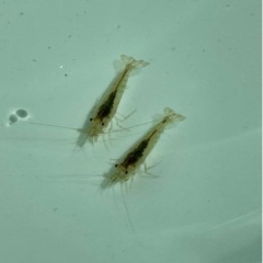 『交渉中』ミナミヌマエビ、差し上げます！（2）の画像