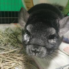 チンチラ里親募集