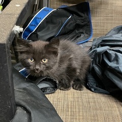 子猫ちゃん3匹です！