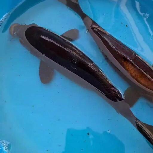 錦鯉　約30cm