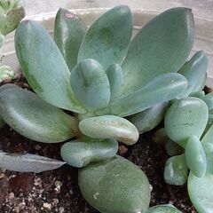 多肉セダム5種類①の画像