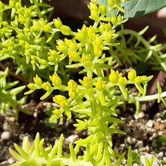 多肉セダム5種類①の画像