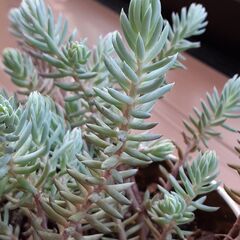 多肉セダム5種類①の画像