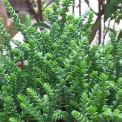 多肉セダム5種類①の画像