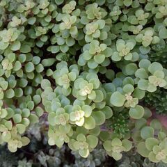 多肉セダム5種類①の画像