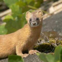 【HELP】害獣駆除について (イタチ・ハクビシン)の画像