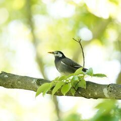 【首都圏中心】みんなで一緒に探鳥会に参加しませんか？【バードウォ...