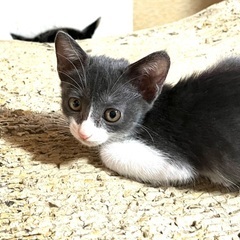 グレーハチワレの子猫です♪