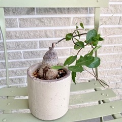 【個性的】フォッケア・エデュリス火星人４号陶器鉢