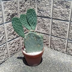 ウチワサボテン　オプンチア