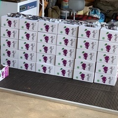 スチューベン贈答1箱(2キロ)～ご用意致します！引き取り限定価格