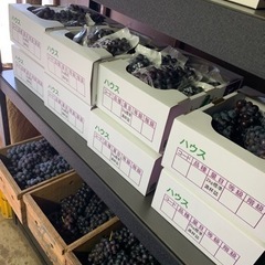 スチューベン贈答1箱(2キロ)～ご用意致します！引き取り限定価格の画像