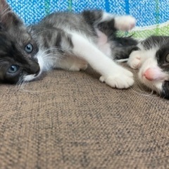 生後1ヶ月半の兄妹です‪⸜♡⸝‍