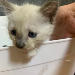 母猫が置いて行った子猫