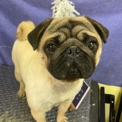 パグ犬U^ェ^U