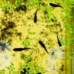 ⭐️取引完了【オロチ-オロチダルマ】★成魚12匹-稚魚＆卵-水草...