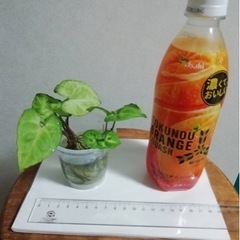 観葉植物　シンゴニウム(Ｂ) 水耕栽培対応