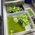 ランキングキーワードに紐づく投稿画像-メダカ