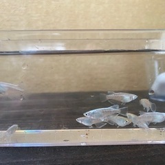 メダカ　マリアージュロングフィン　若魚　9/22