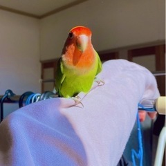 コザクラインコ里親募集
