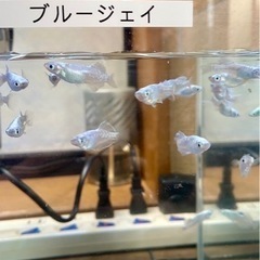 メダカ　ブルージェイ　若魚　9/22